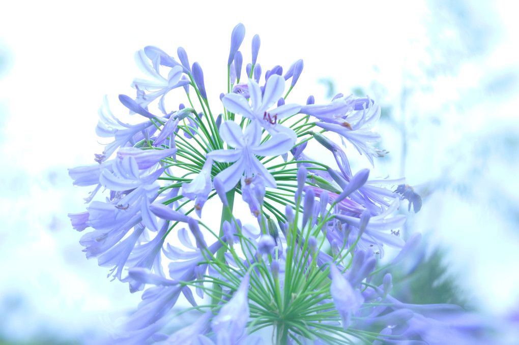 紫君子蘭「むさらきくんしらん」アガパンサス