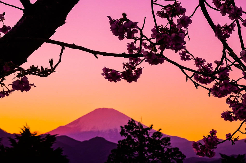 桜影赤富士