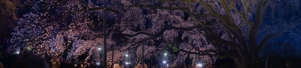 ブルーアワーの枝垂れ桜
