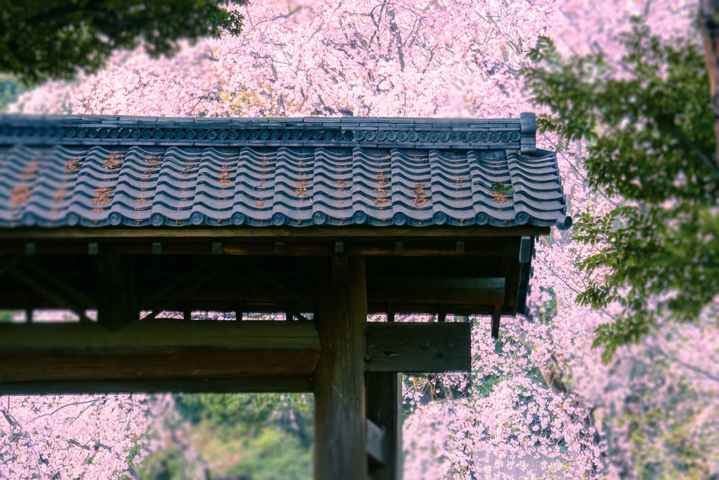 門と桜