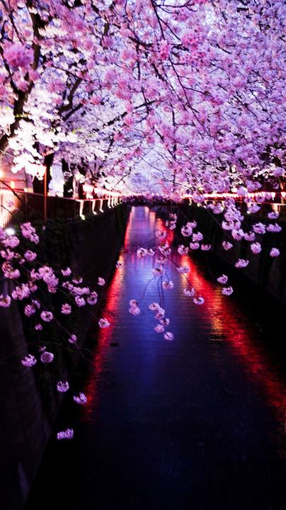 日本で一番オシャレなお花見ストリート