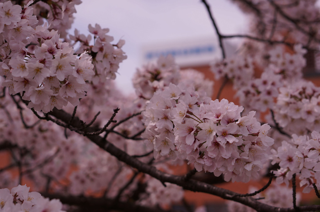 桜