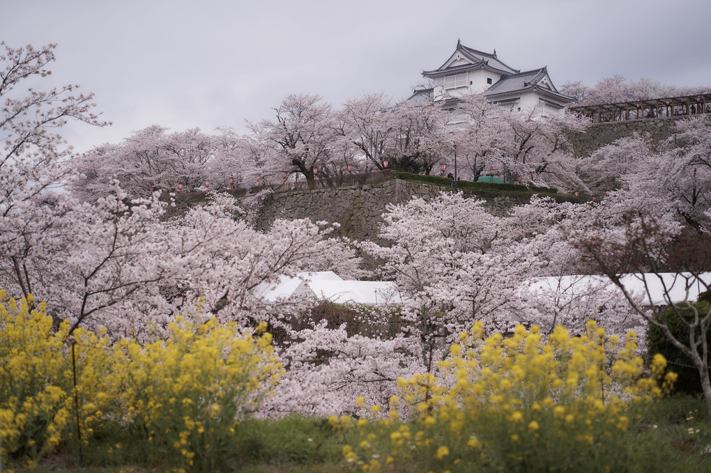 津山の桜