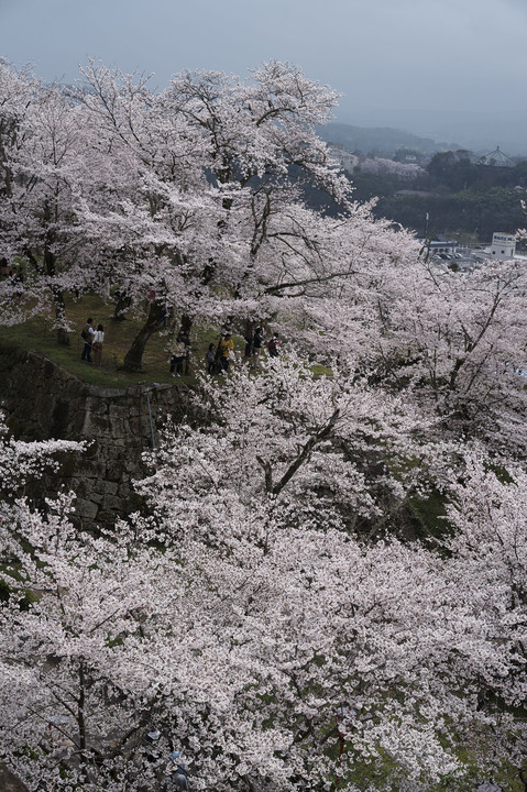 津山の桜