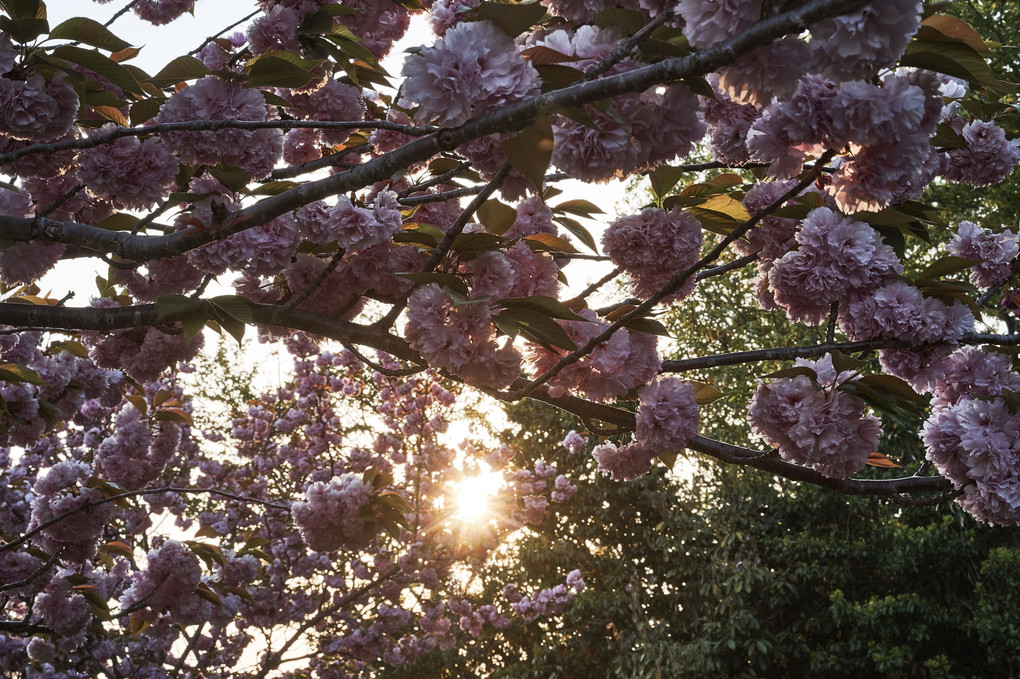 八重桜