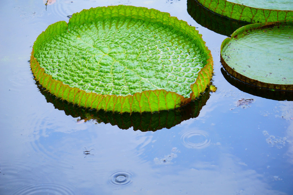 夏の池　オオオニバスの浮き葉