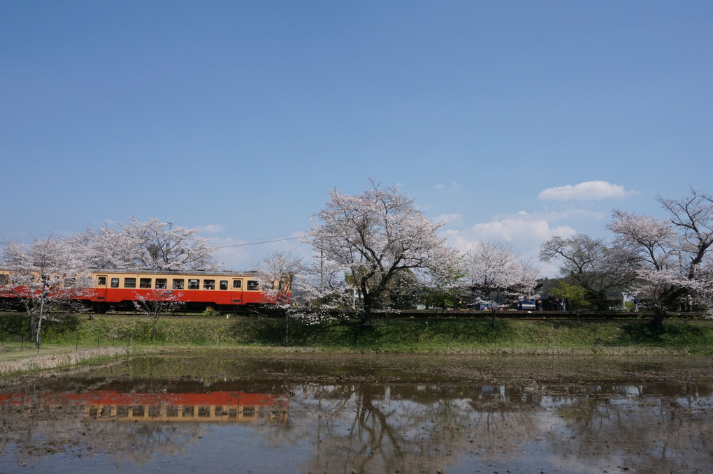 桜の頃　Ⅱ