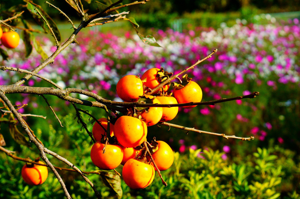 秋の色、柿そしてコスモス