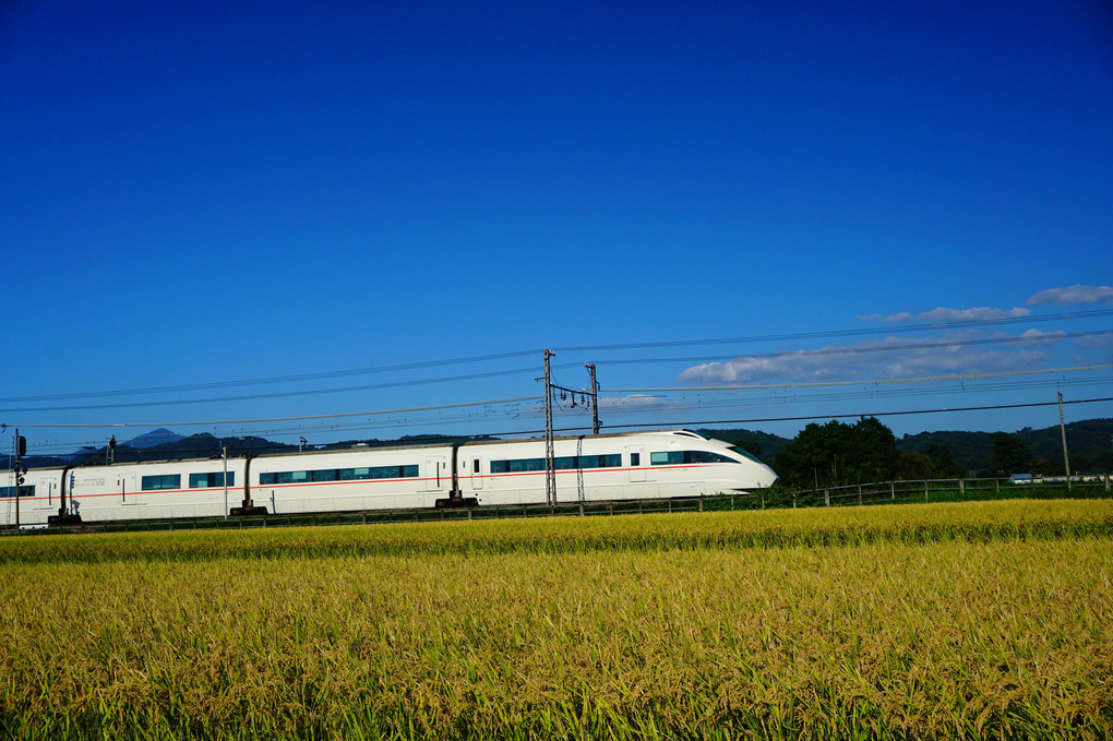 快晴の空、実る稲穂。