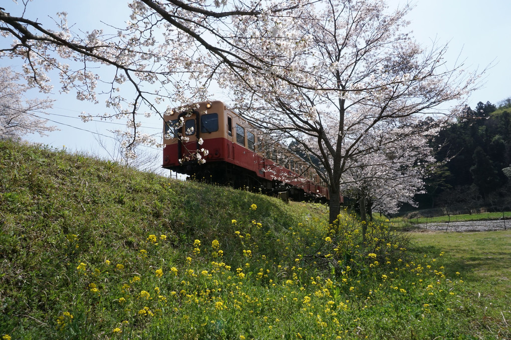 桜と小湊鉄道　Ⅱ