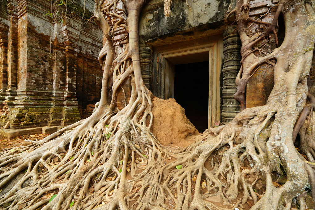 木の力2（カンボジア；コー・ケー）