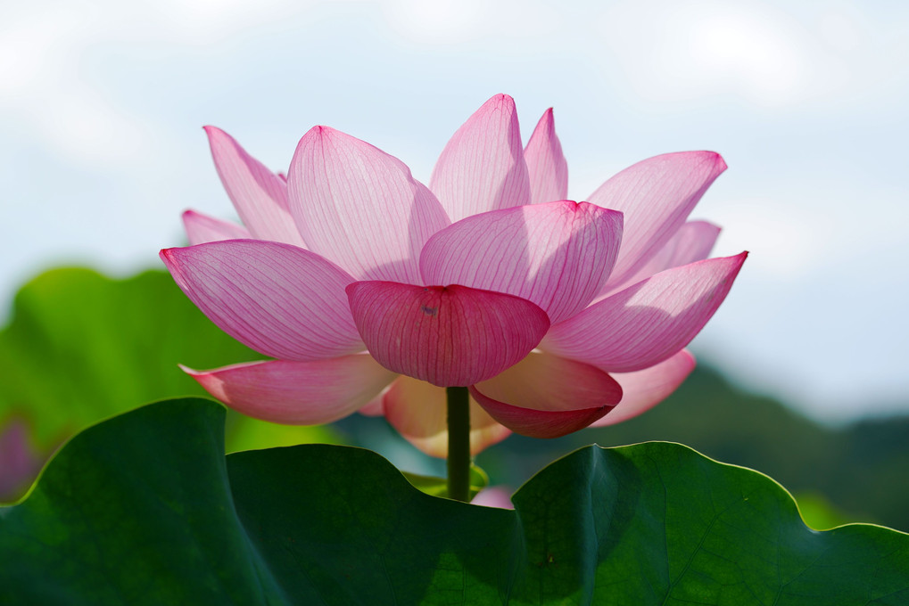 Lotus