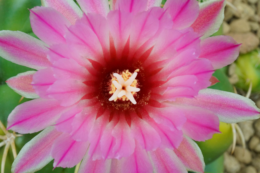 この夏、気になったお花たち～その2～