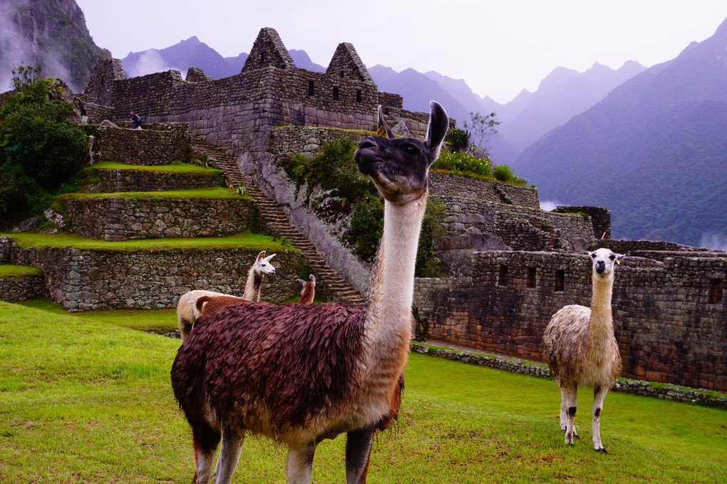 Alpacas in Machu Picchu