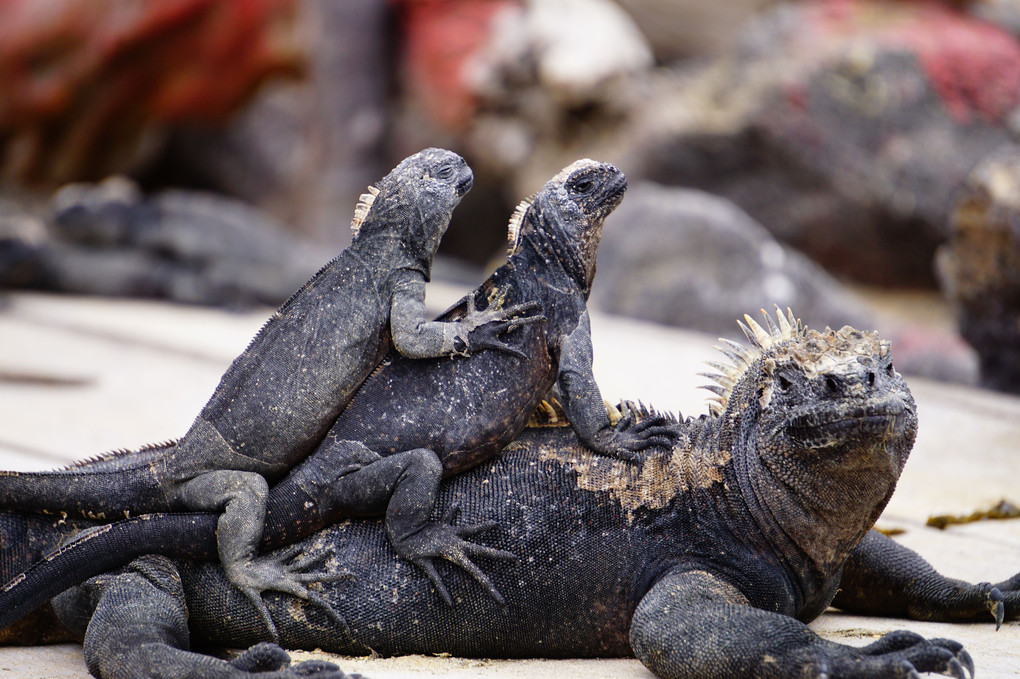 親子の絆 in Galapagos