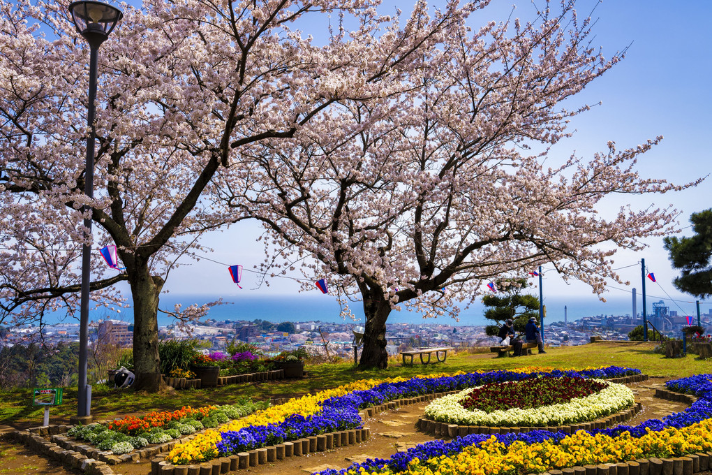 海の街にも桜満開来たる　#カレンダー2024