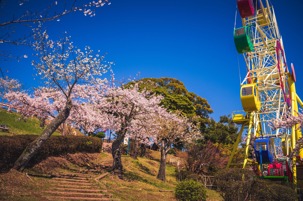 日立かみね公園　桜風景