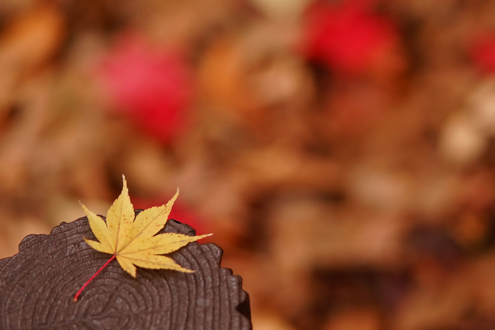 街の紅葉２@北の丸公園