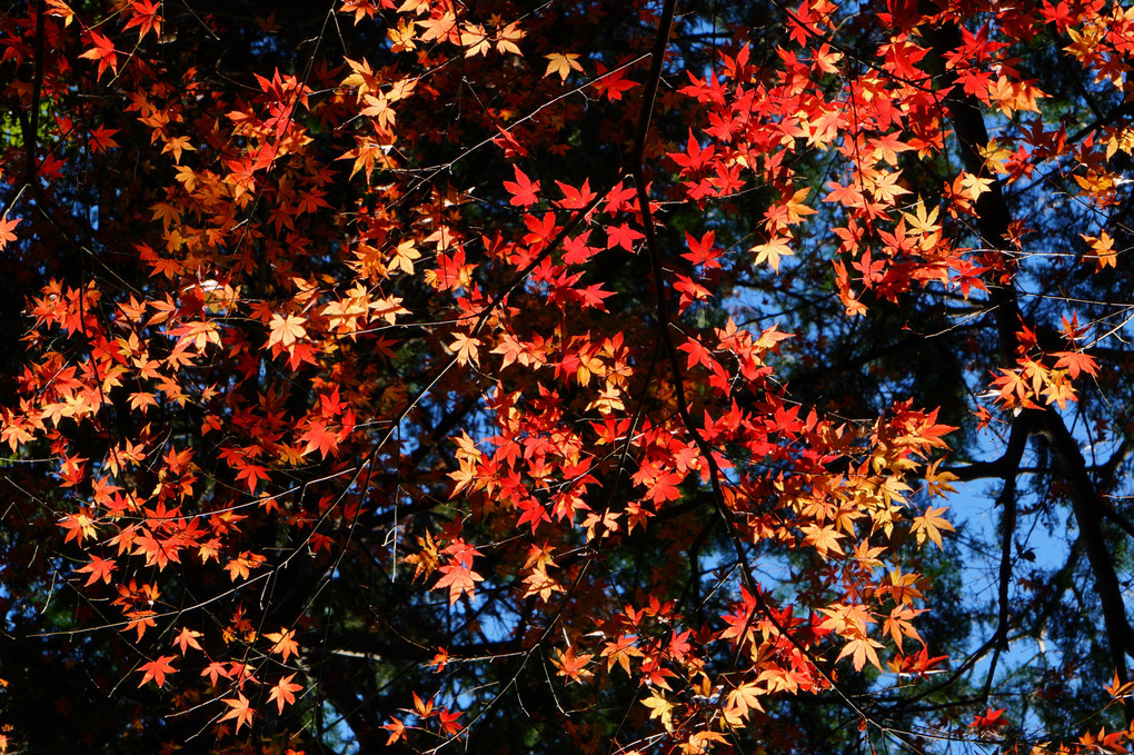 街の紅葉２@北の丸公園