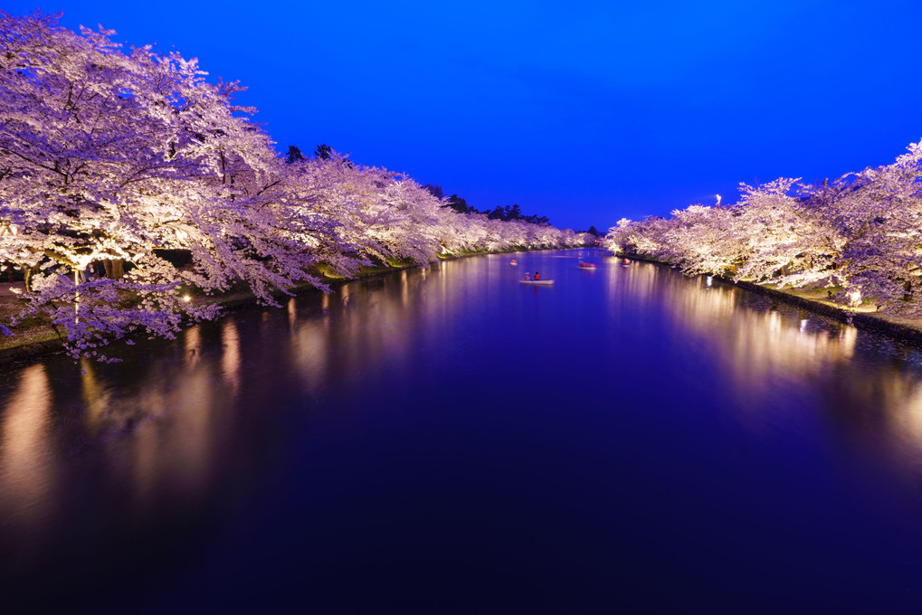 弘前公園 夜桜