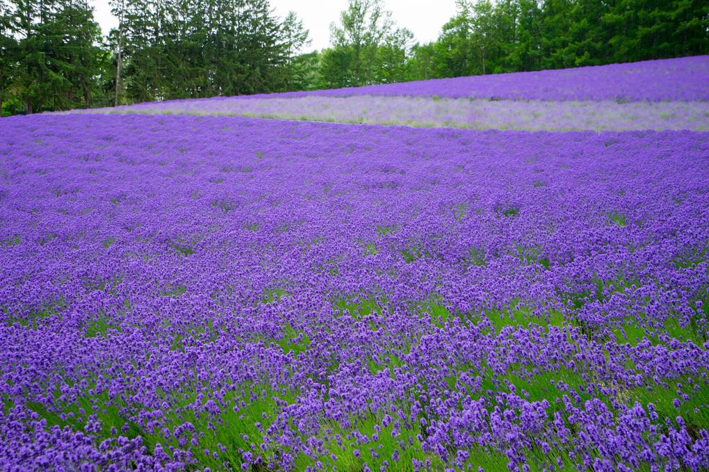 紫色のじゅうたん