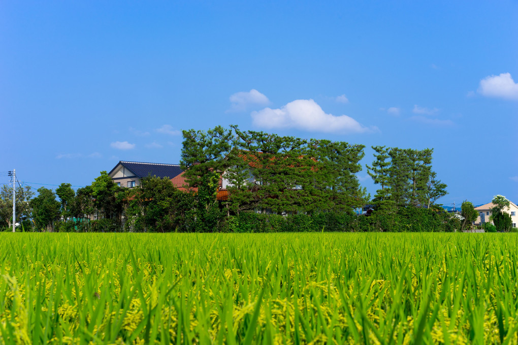 夏の築地松