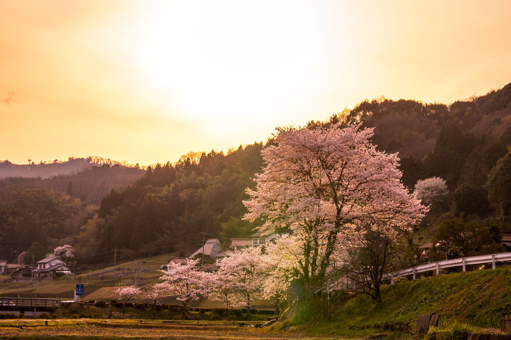 日本の原風景～春の夕景～