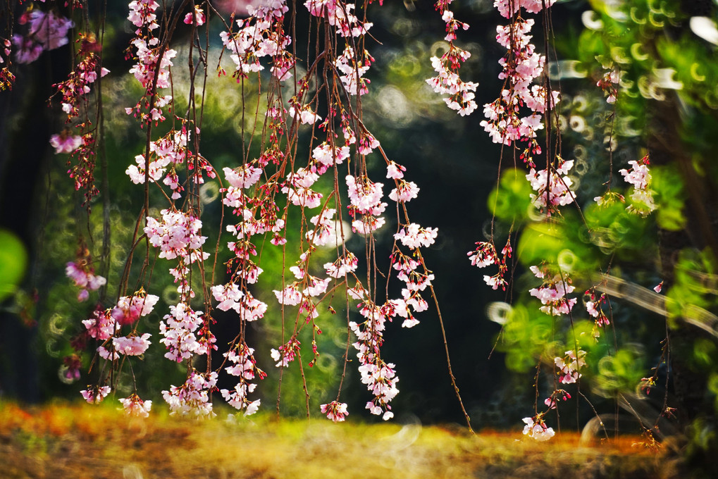 花万朶　花リズム♪