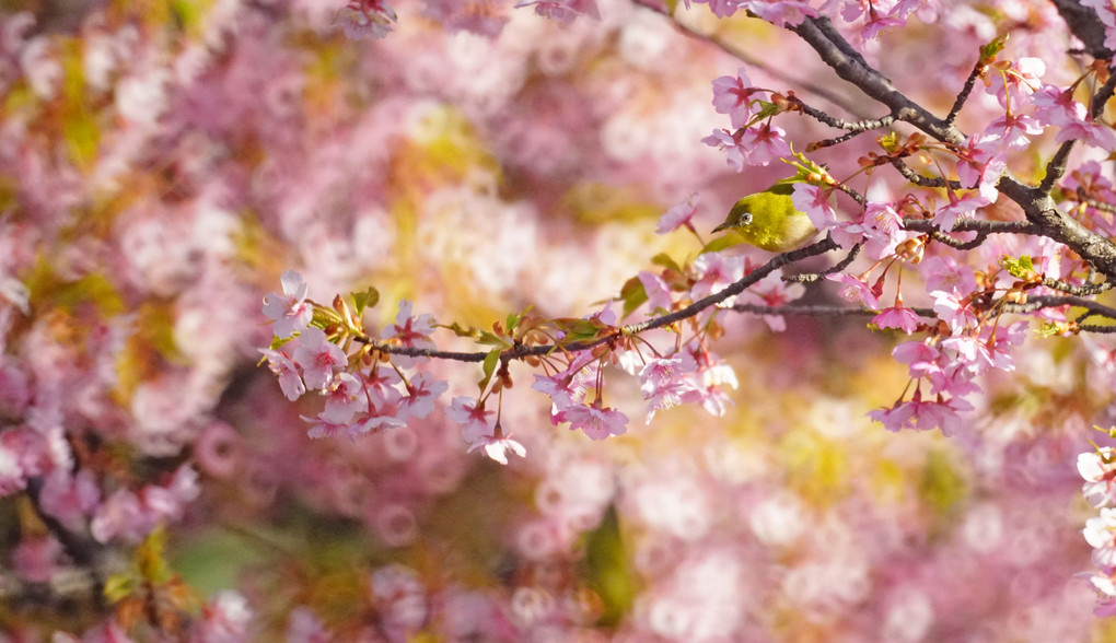 ring♪ring♪ring(^^♪　～河津桜とメジロ～