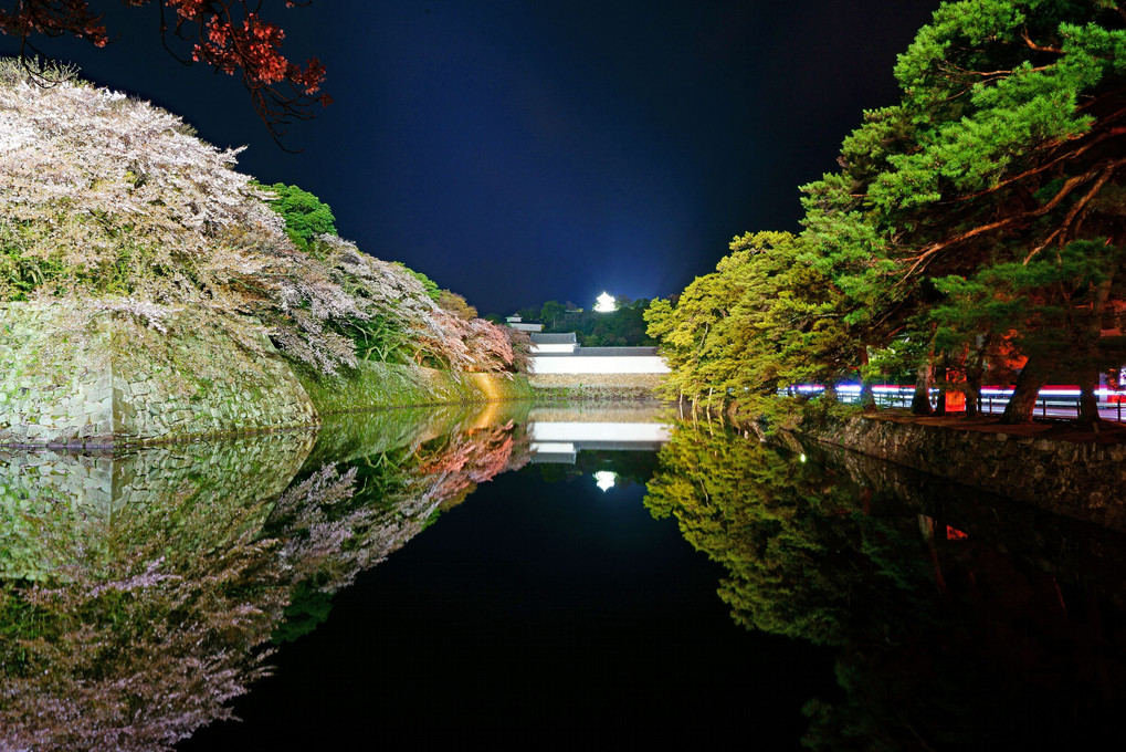 名残桜🌸　～彦根城～