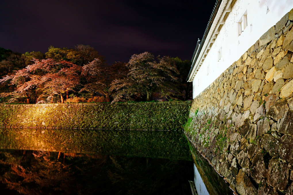 名残桜🌸　～彦根城～