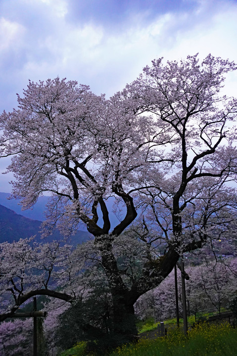 幽玄　～ひょうたん桜～