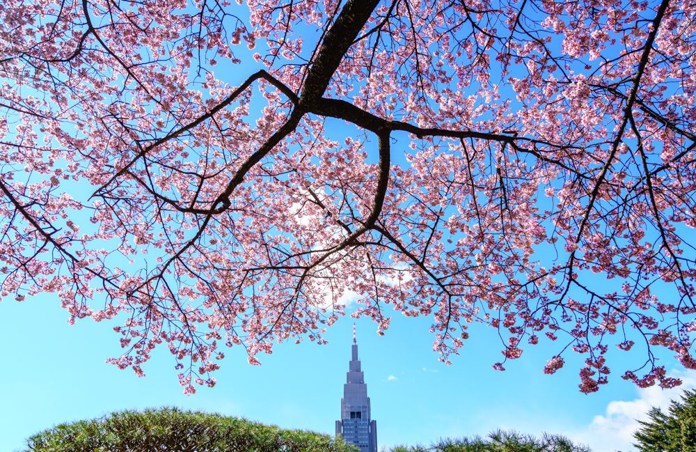 寒桜