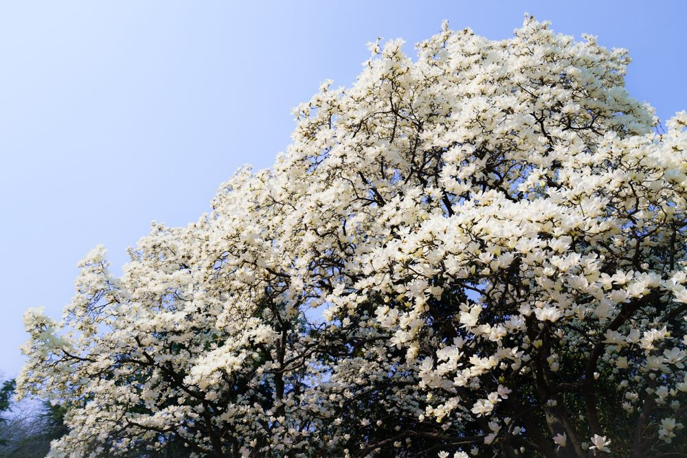 咲き乱れる白木蓮ＩＩ