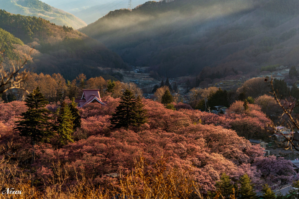 信州伊那の桜