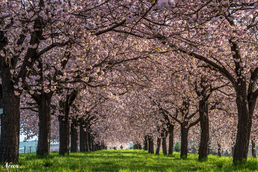北信の桜