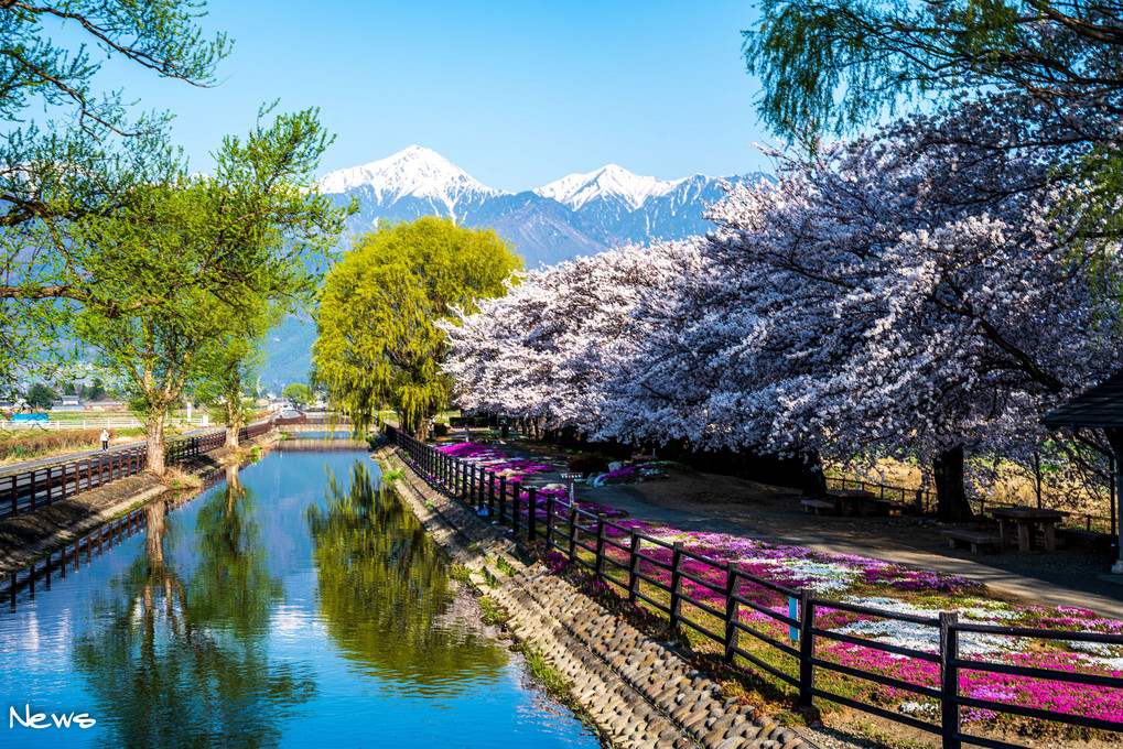 信州からの桜だより。