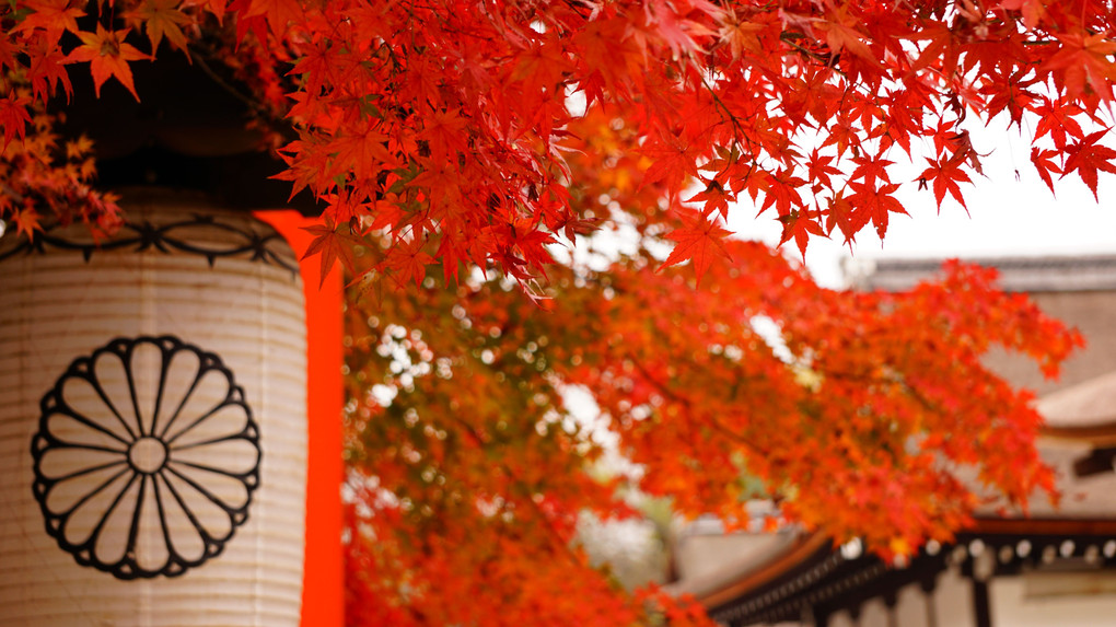 講師と行く ～紅葉を撮りに行こうよぅ～　撮影編　京都下鴨神社午前の部　その2