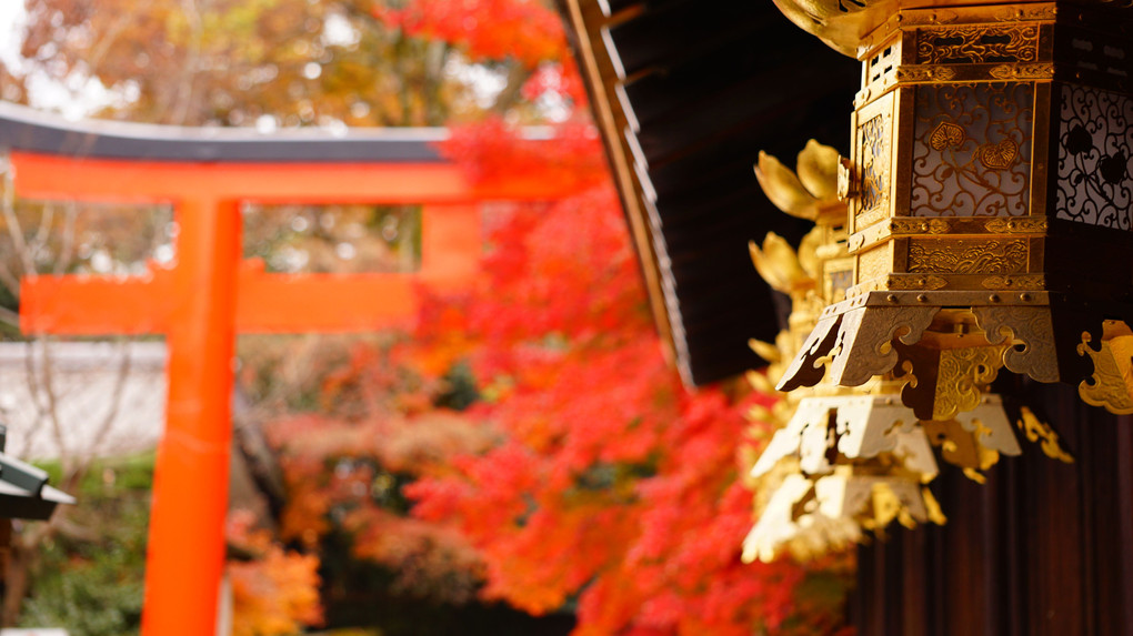 講師と行く ～紅葉を撮りに行こうよぅ～　撮影編　京都下鴨神社午前の部　その2