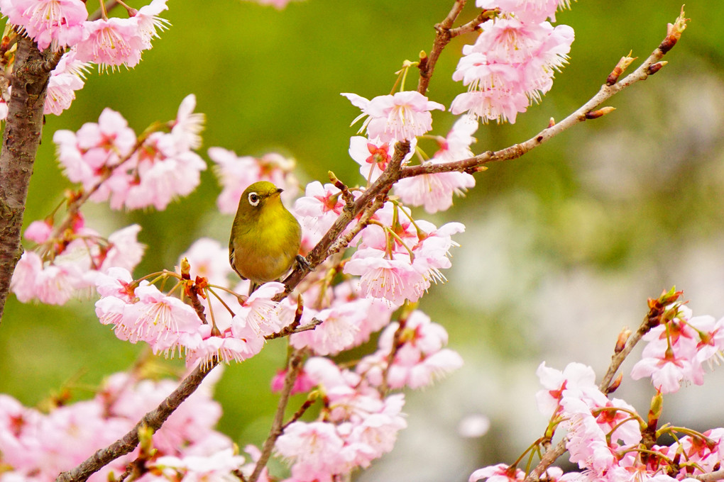 早咲きの桜とメジロ　その3