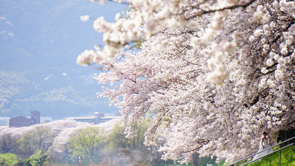 桜の花嫁。