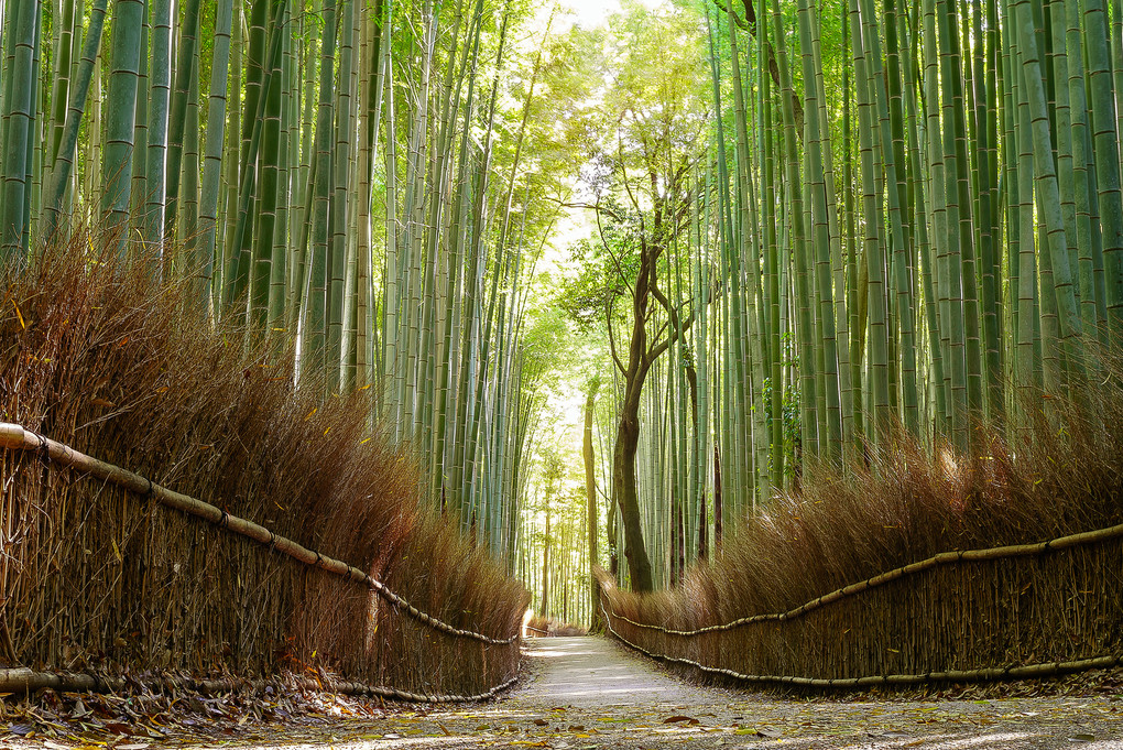 京都の嵐山竹林