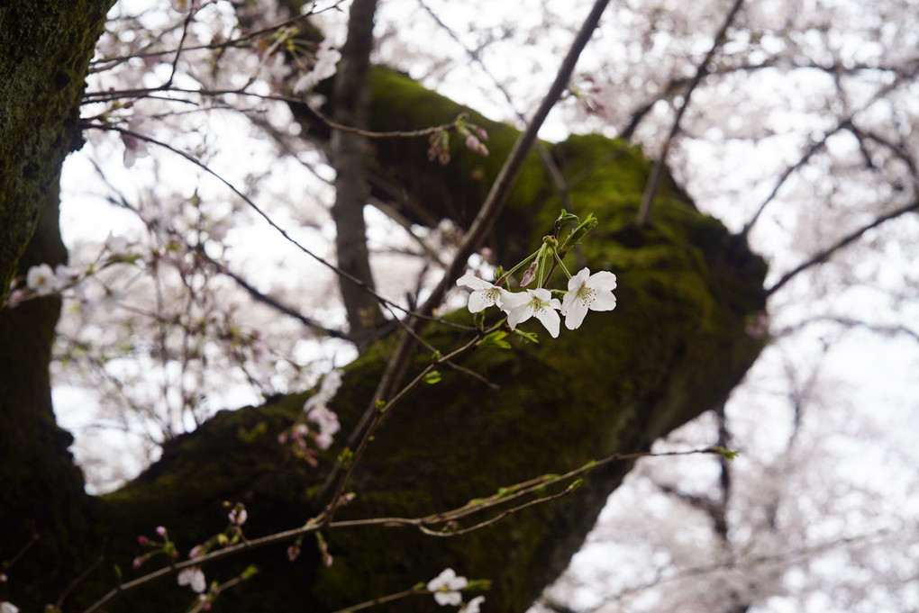桜散歩2016_小石川植物園