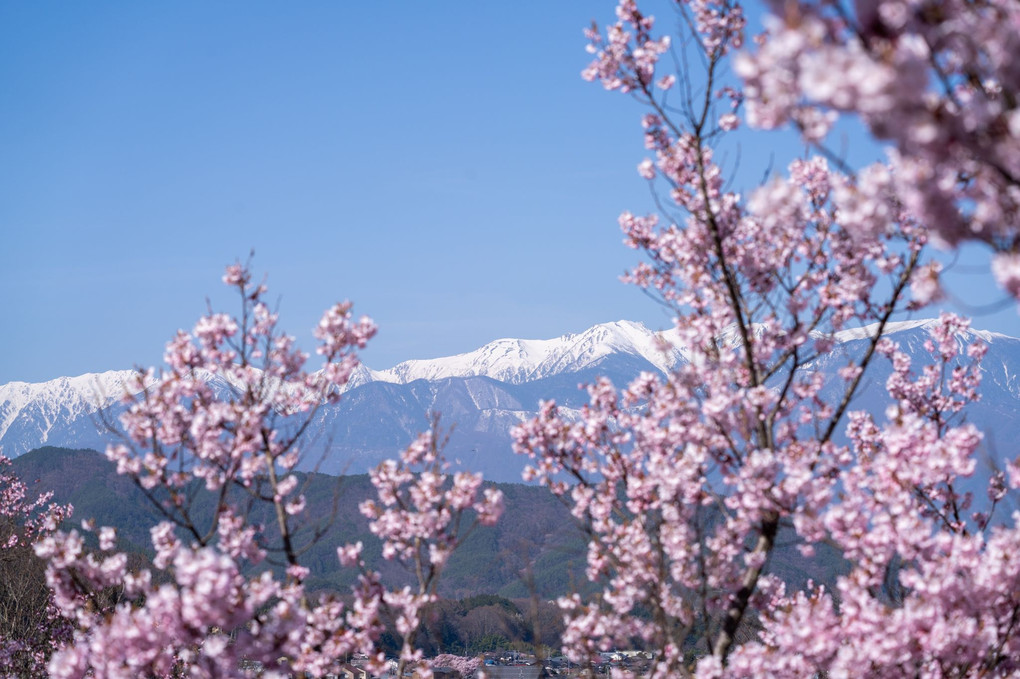 高遠の桜