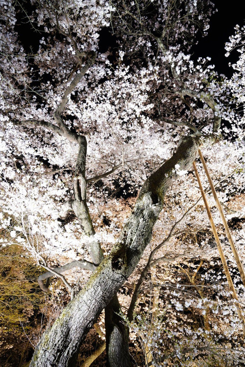 桜の中のハート