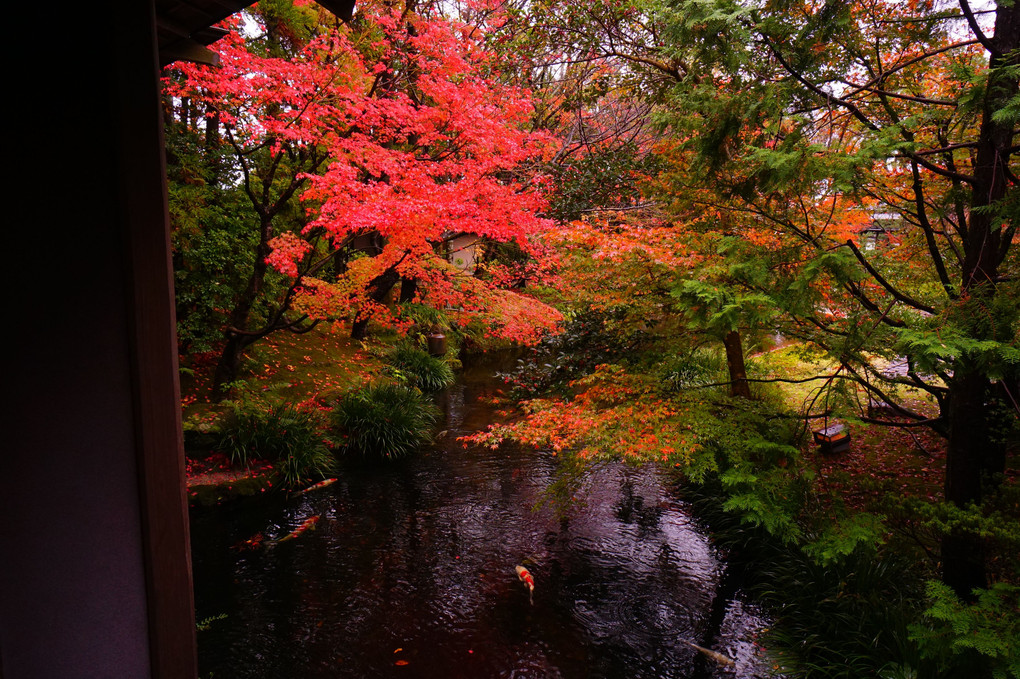 サウンドテック主催　紅葉撮影会　in　防府天満宮　芳松庵　vol.2