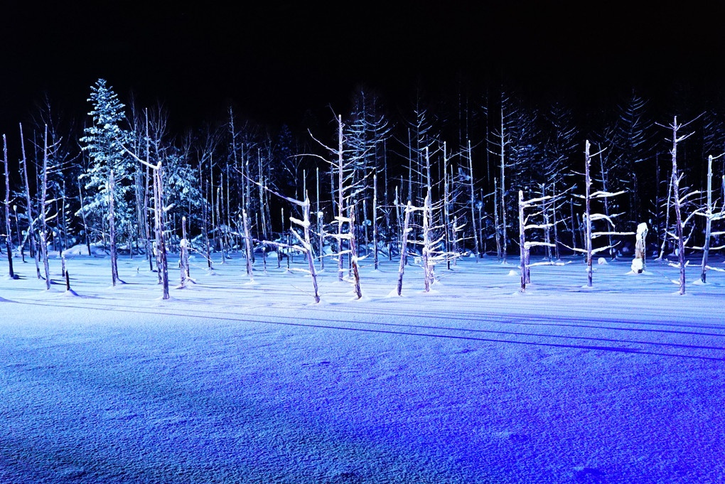 北海道冬旅①　美瑛青い池