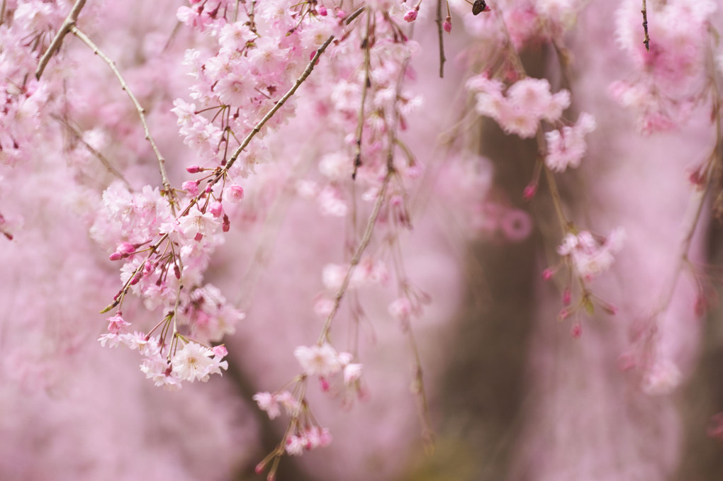 風土記の丘　枝垂れ桜　
