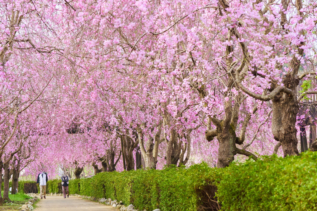 ようこそ桜のトンネルへ