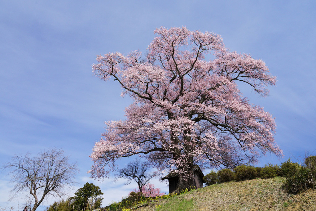 三春の桜